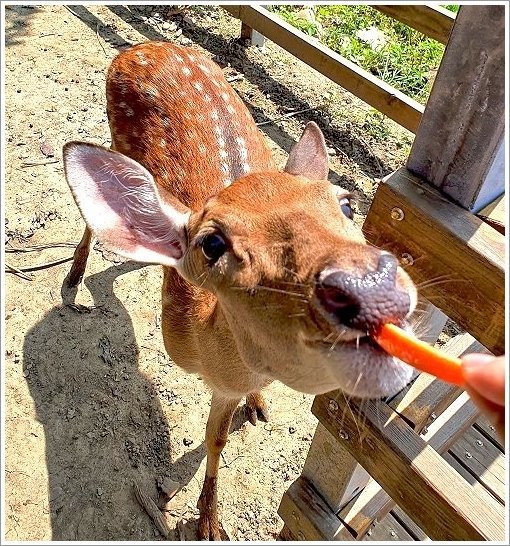 【桃園大溪親子景點】花鹿秘境-李家摸蜆農場．餵小鹿、迷你豬、釣蝦、釣魚、玩水~