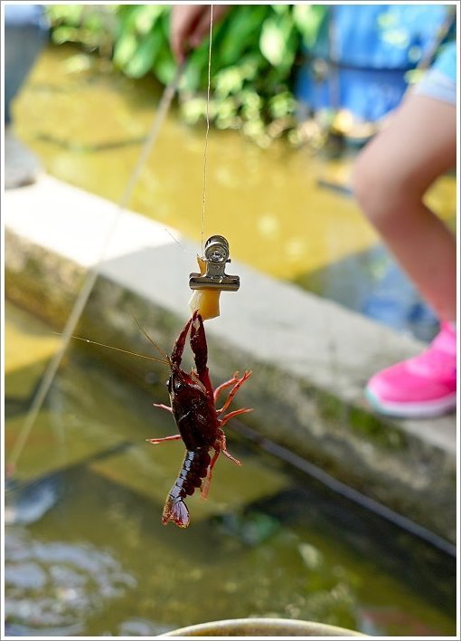 【桃園大溪親子景點】花鹿秘境-李家摸蜆農場．餵小鹿、迷你豬、釣蝦、釣魚、玩水~