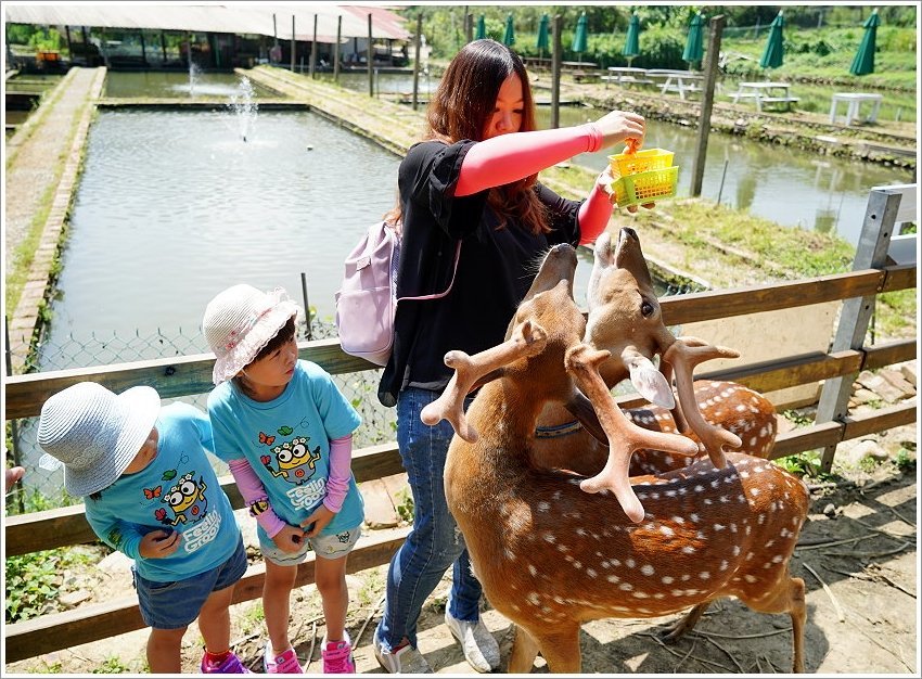 【桃園大溪親子景點】花鹿秘境-李家摸蜆農場．餵小鹿、迷你豬、釣蝦、釣魚、玩水~