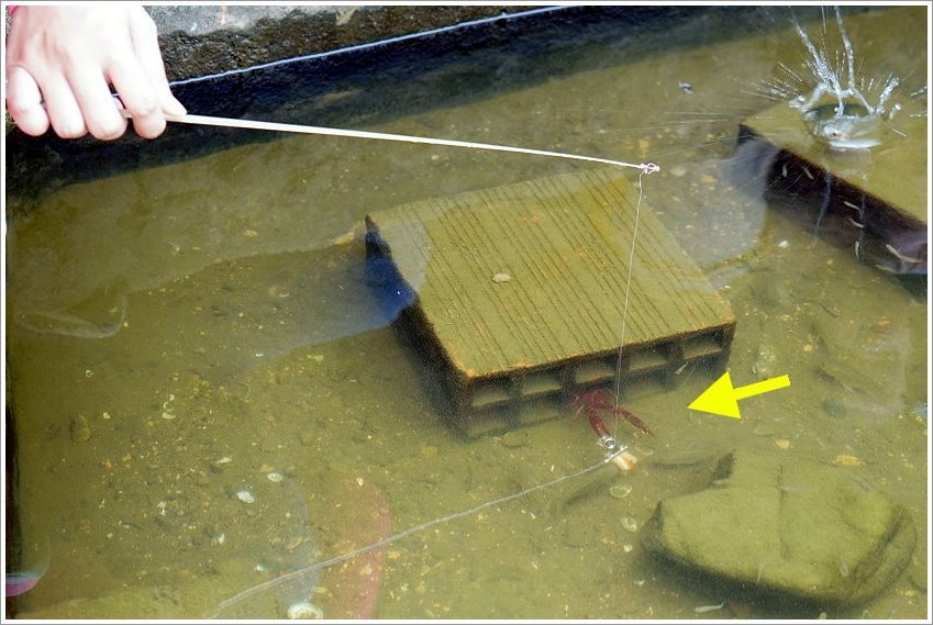 【桃園大溪親子景點】花鹿秘境-李家摸蜆農場．餵小鹿、迷你豬、釣蝦、釣魚、玩水~