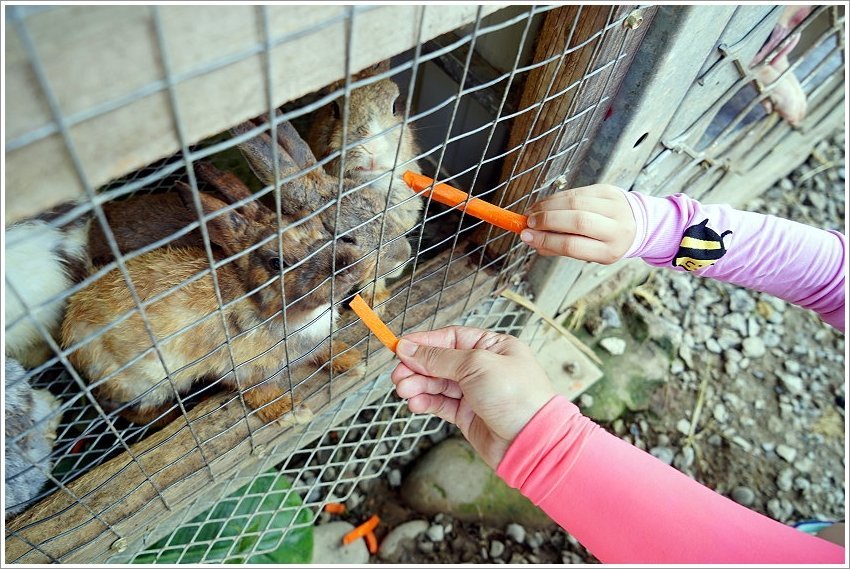 【桃園大溪親子景點】花鹿秘境-李家摸蜆農場．餵小鹿、迷你豬、釣蝦、釣魚、玩水~
