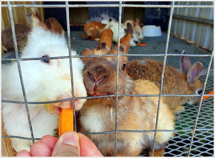 【桃園大溪親子景點】花鹿秘境-李家摸蜆農場．餵小鹿、迷你豬、釣蝦、釣魚、玩水~