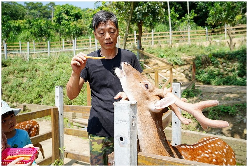 【桃園大溪親子景點】花鹿秘境-李家摸蜆農場．餵小鹿、迷你豬、釣蝦、釣魚、玩水~