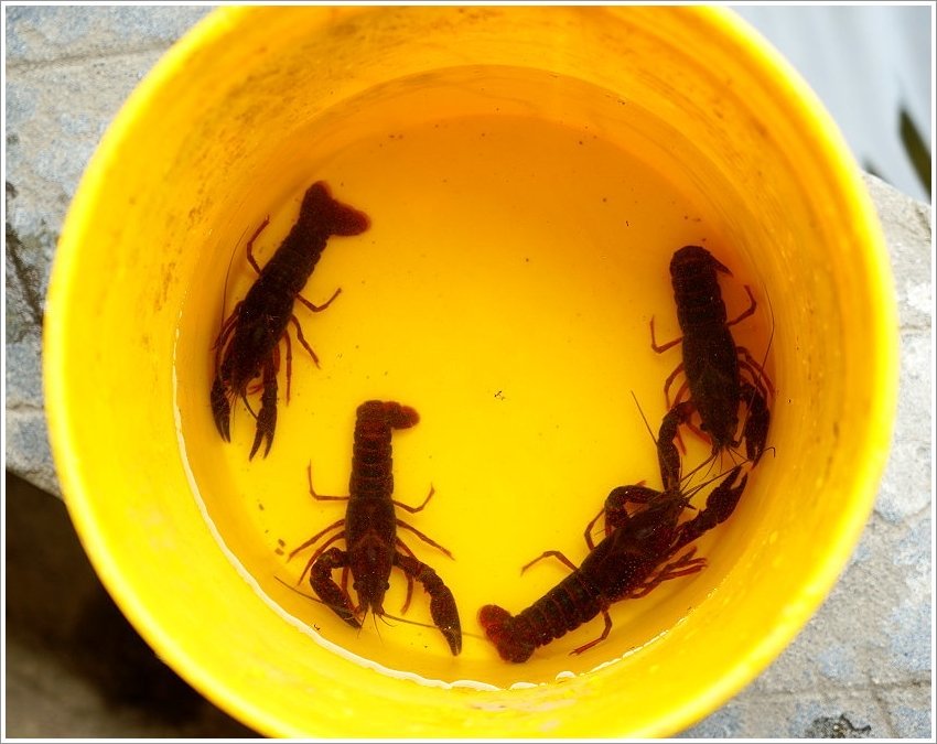 【桃園大溪親子景點】花鹿秘境-李家摸蜆農場．餵小鹿、迷你豬、釣蝦、釣魚、玩水~