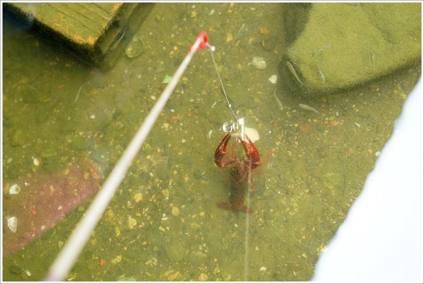 【桃園大溪親子景點】花鹿秘境-李家摸蜆農場．餵小鹿、迷你豬、釣蝦、釣魚、玩水~
