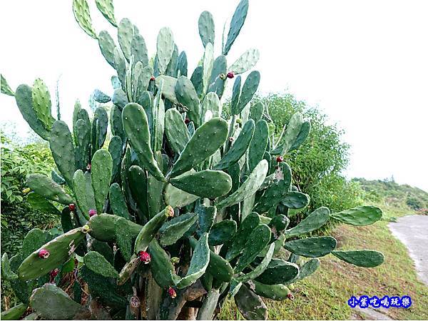 仙人掌果實-花蓮最美秘境景觀玻璃屋 (1).jpg