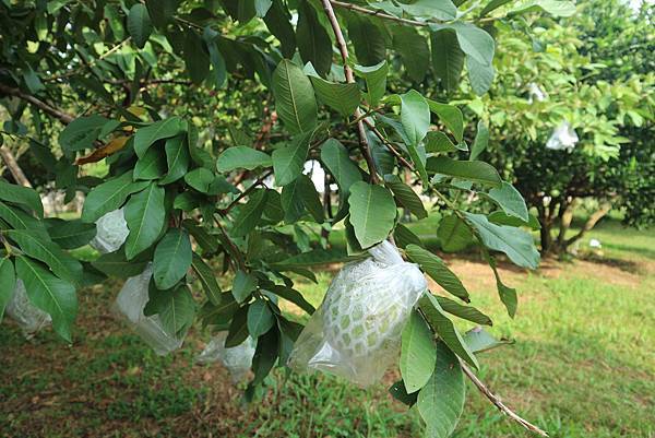 IMG_4696.JPG IMG_4696.JPG