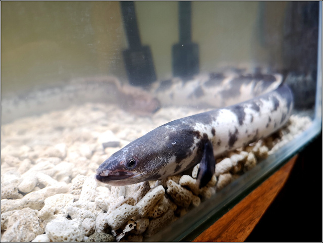 三河中川屋鰻魚飯 - 021.jpg