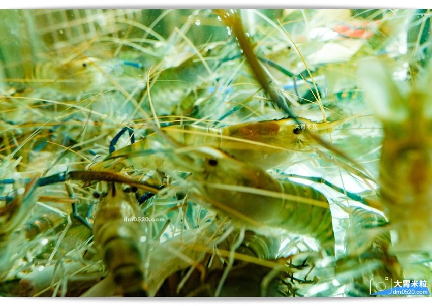 一品活蝦安和店 一品活蝦安和店