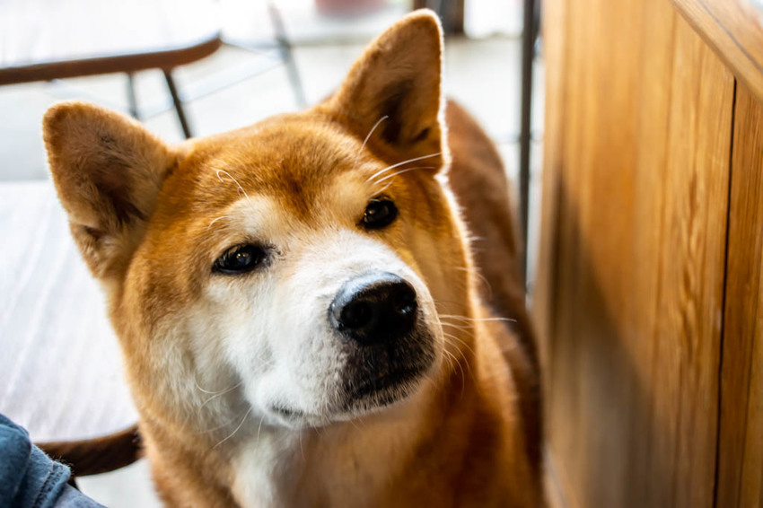 台中南屯,小角 . 手捻咖啡~用溫度串連陌生的彼此。 - 微笑Joe幸運