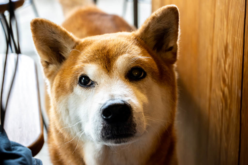 台中南屯,小角 . 手捻咖啡~用溫度串連陌生的彼此。 - 微笑Joe幸運