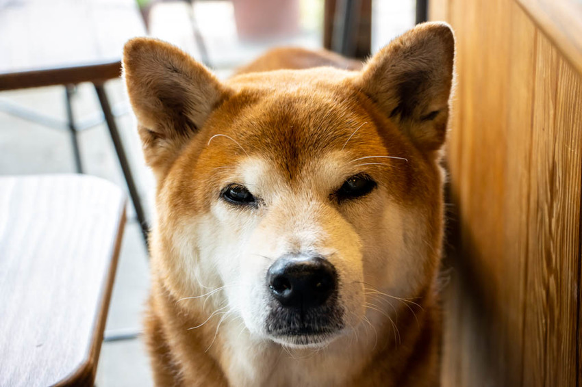 台中南屯,小角 . 手捻咖啡~用溫度串連陌生的彼此。 - 微笑Joe幸運