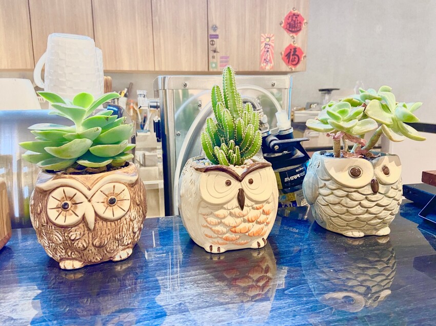 新北咖啡廳推薦 新莊宏匯廣場 ASPOON_ASPOON阿本紅蔘咖啡館 集結咖啡、紅蔘與健康為一體的咖啡店