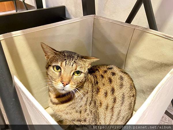 觀音山豹貓_201203_4.jpg
