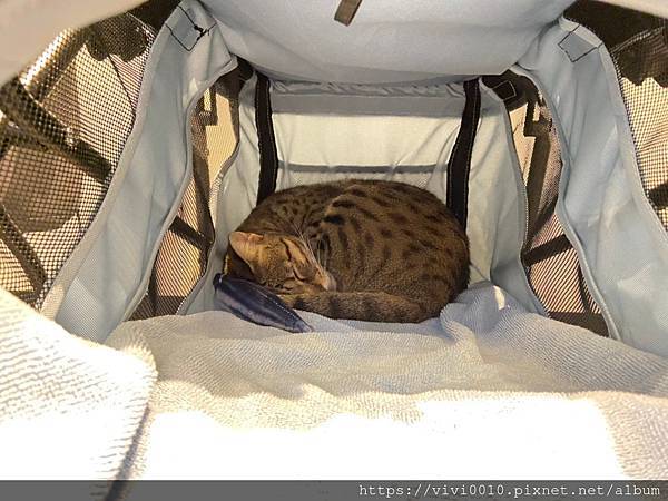 觀音山豹貓_201203_20.jpg