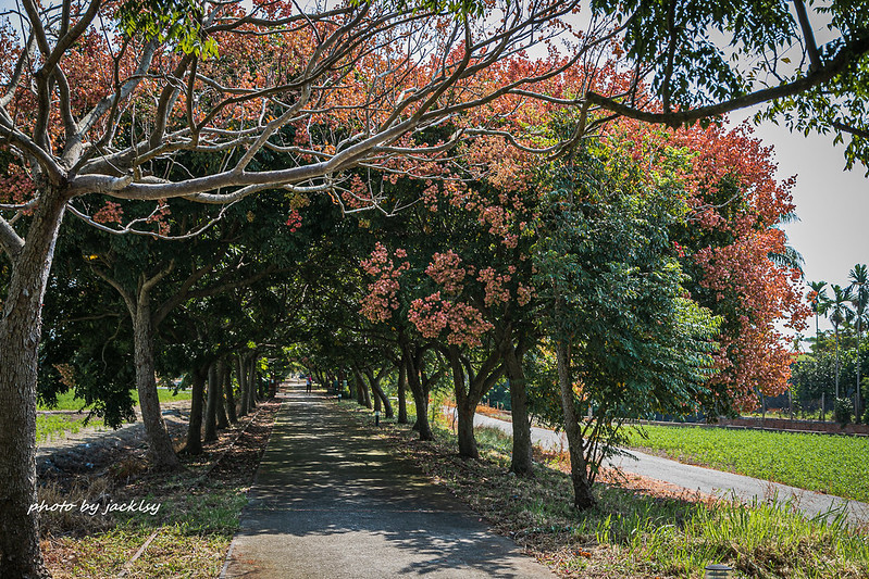 台灣欒樹拍照點推薦  / WalkerLand窩客島提供 未經許可，不得轉載