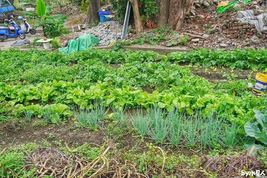 廣式養生功夫雞 椰子雞火鍋