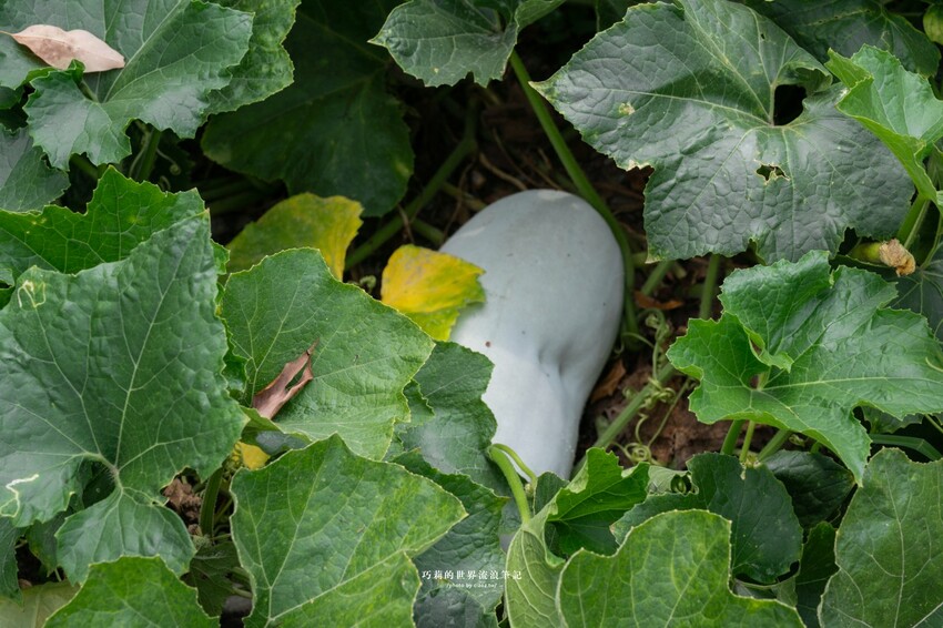 台中高鐵附近超強椰子雞湯，湯頭清甜溫潤香氣滿分！全是廣東媽媽的手路菜