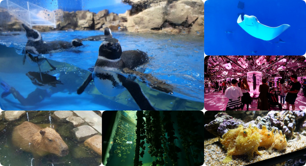 歡迎來到阿凡達世界⎪夜晚點燈一秒進入潘朵拉星球,冷泉公園大變身! @捲捲頭 Wonderful 品味。生活 歡迎來到阿凡達世界⎪夜晚點燈一秒進入潘朵拉星球,冷泉公園大變身! @捲捲頭 Wonderful 品味。生活