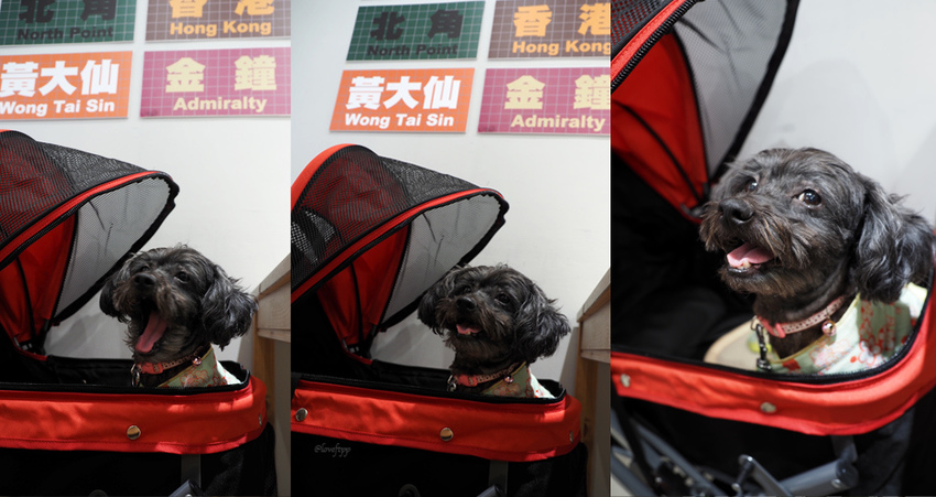 青埔美食全美港式茶餐廳桃園高鐵棒球場寵物友善.jpg 青埔美食全美港式茶餐廳桃園高鐵棒球場寵物友善.jpg