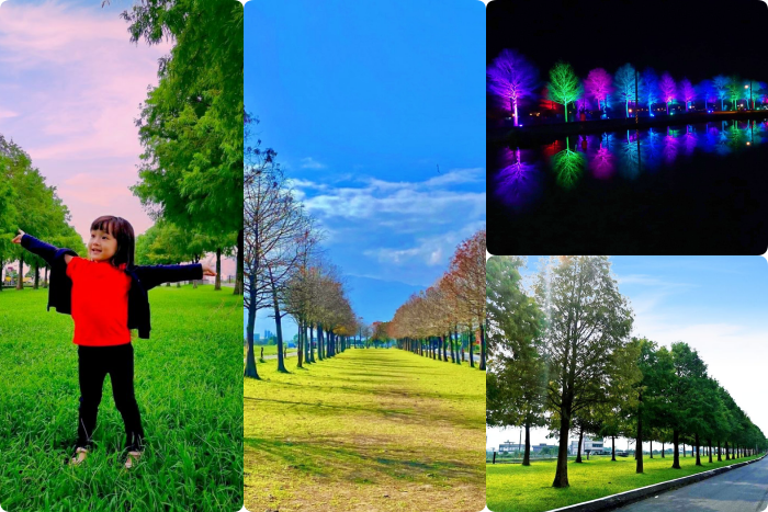 秋冬季節限定⎪落羽松秘境X台灣欒樹綠色夢幻隧道一次看!粉紅色小燈籠、夢幻金黃大道,週末浪漫拍照去! @捲捲頭 Wonderful 品味。生活