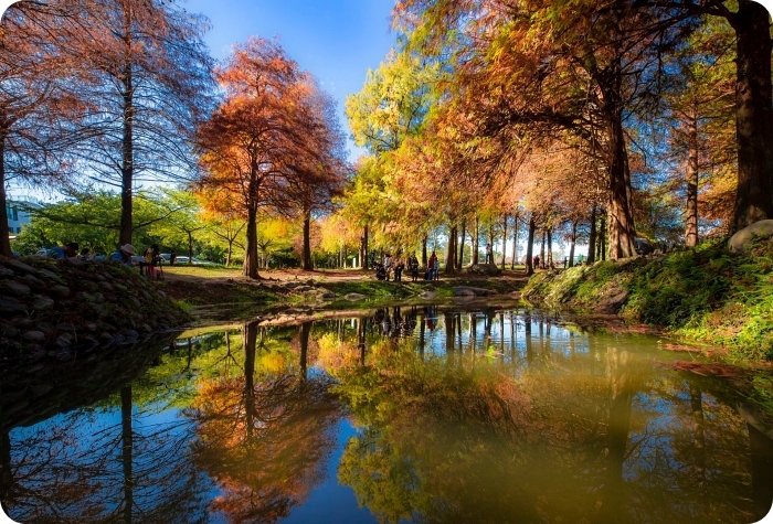 秋冬季節限定⎪落羽松秘境X台灣欒樹綠色夢幻隧道一次看!粉紅色小燈籠、夢幻金黃大道,週末浪漫拍照去! @捲捲頭 Wonderful 品味。生活