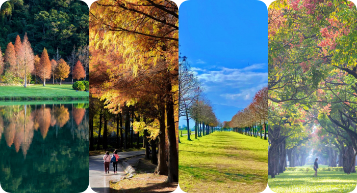 秋冬季節限定⎪落羽松秘境X台灣欒樹綠色夢幻隧道一次看!粉紅色小燈籠、夢幻金黃大道,週末浪漫拍照去! @捲捲頭 Wonderful 品味。生活