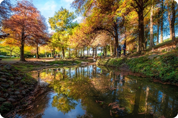 秋冬季節限定⎪落羽松秘境X台灣欒樹綠色夢幻隧道一次看!粉紅色小燈籠、夢幻金黃大道,週末浪漫拍照去! @捲捲頭 Wonderful 品味。生活