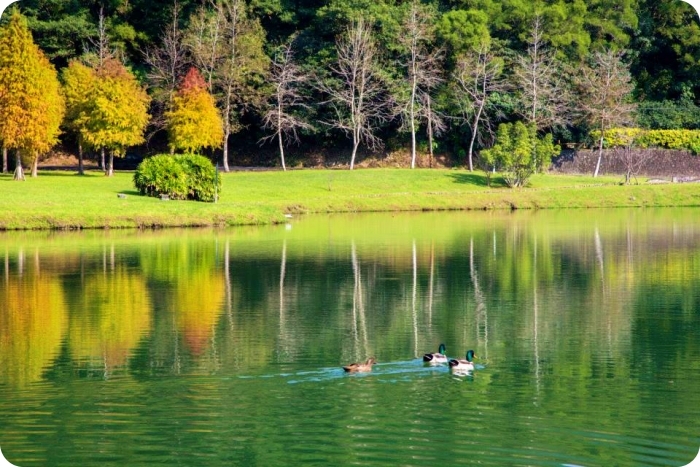 秋冬季節限定⎪落羽松秘境X台灣欒樹綠色夢幻隧道一次看!粉紅色小燈籠、夢幻金黃大道,週末浪漫拍照去! @捲捲頭 Wonderful 品味。生活