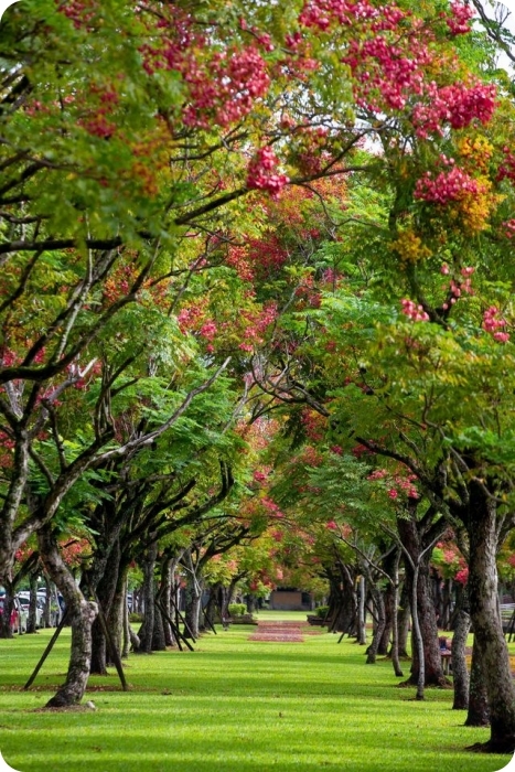 秋冬季節限定⎪落羽松秘境X台灣欒樹綠色夢幻隧道一次看!粉紅色小燈籠、夢幻金黃大道,週末浪漫拍照去! @捲捲頭 Wonderful 品味。生活