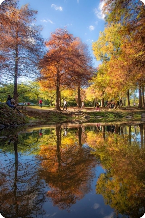 秋冬季節限定⎪落羽松秘境X台灣欒樹綠色夢幻隧道一次看!粉紅色小燈籠、夢幻金黃大道,週末浪漫拍照去! @捲捲頭 Wonderful 品味。生活