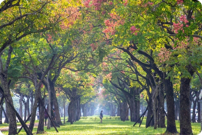 秋冬季節限定⎪落羽松秘境X台灣欒樹綠色夢幻隧道一次看!粉紅色小燈籠、夢幻金黃大道,週末浪漫拍照去! @捲捲頭 Wonderful 品味。生活