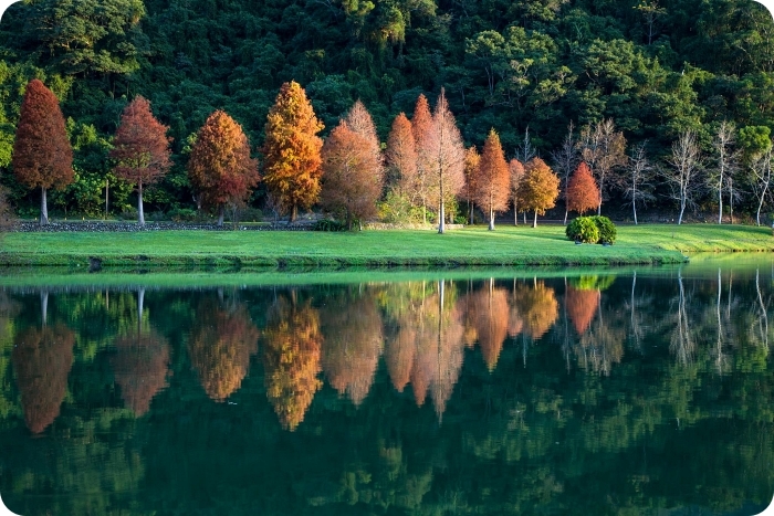 秋冬季節限定⎪落羽松秘境X台灣欒樹綠色夢幻隧道一次看!粉紅色小燈籠、夢幻金黃大道,週末浪漫拍照去! @捲捲頭 Wonderful 品味。生活