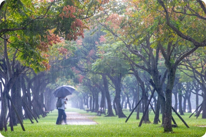 秋冬季節限定⎪落羽松秘境X台灣欒樹綠色夢幻隧道一次看!粉紅色小燈籠、夢幻金黃大道,週末浪漫拍照去! @捲捲頭 Wonderful 品味。生活