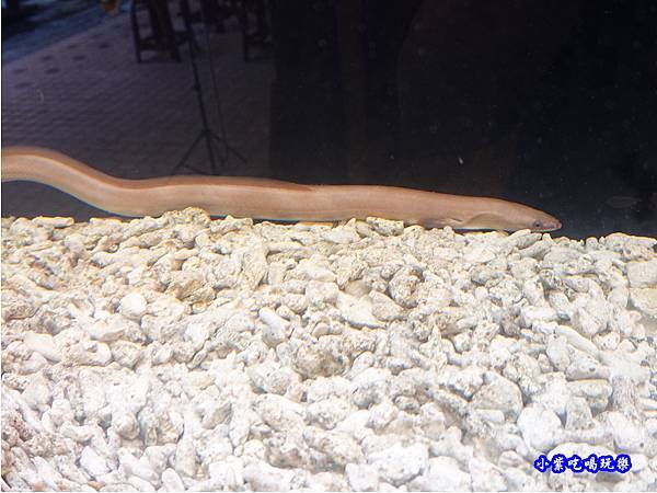 鰻魚展示-三河中川屋台北店 (2).jpg