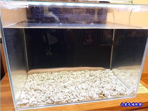 鰻魚展示-三河中川屋台北店 (1).jpg