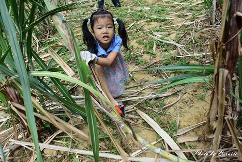 1017 1-新城風糖14.jpg