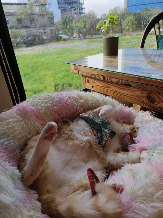 28090.jpg - 【新竹.竹北】有田咖啡廳。寵物友善+咖啡+咖哩飯+簡餐+平日不限時