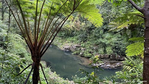 1010 2-魚蕨步道11.jpg