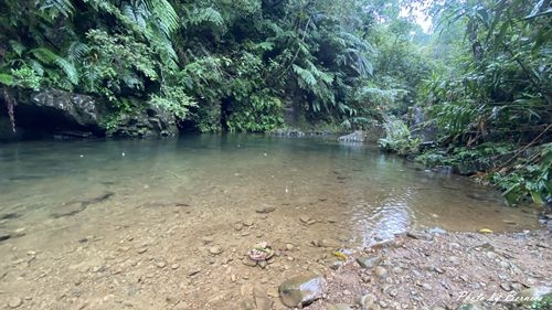 1010 2-魚蕨步道06.jpg