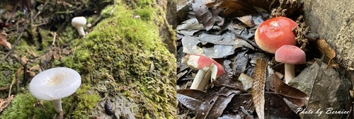 1010 2-魚蕨步道04.jpg