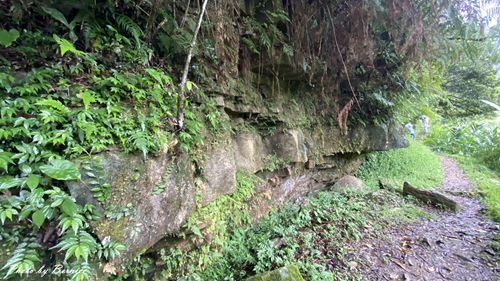 1010 2-魚蕨步道05.jpg