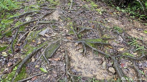 1010 2-魚蕨步道15.jpg