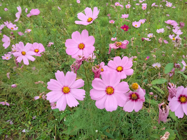 2020 桃園花彩節-楊梅場-「花香蜜意 楊梅好哞」