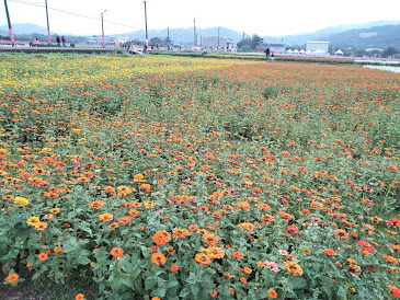 2020 桃園花彩節-楊梅場-「花香蜜意 楊梅好哞」