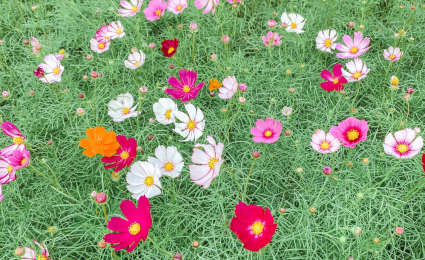 2020桃園花彩節|楊梅、大園、大溪展區交通花期懶人包 |油畫般波斯菊花田