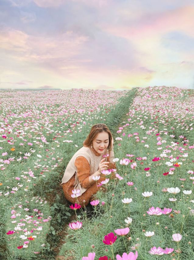 2020桃園花彩節|楊梅、大園、大溪展區交通花期懶人包 |油畫般波斯菊花田