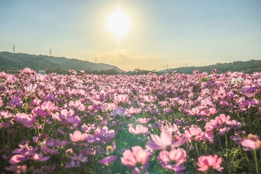 2020桃園花彩節|楊梅、大園、大溪展區交通花期懶人包 |油畫般波斯菊花田