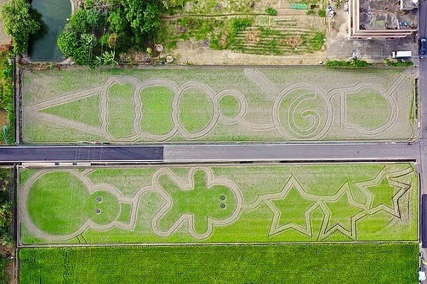 2020桃園花彩節|楊梅、大園、大溪展區交通花期懶人包 |油畫般波斯菊花田