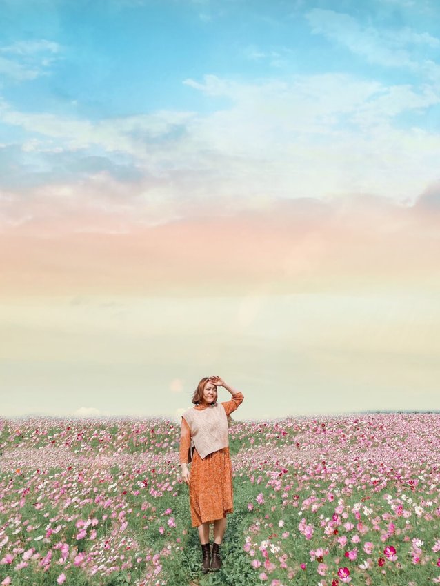 2020桃園花彩節|楊梅、大園、大溪展區交通花期懶人包 |油畫般波斯菊花田